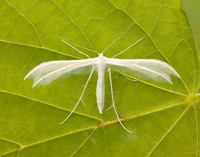 45.030 BF1513 White Plume Moth Pterophorus pentadactyla