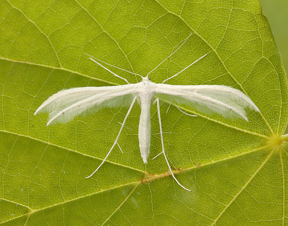 45.030 BF1513 White Plume Moth Pterophorus pentadactyla