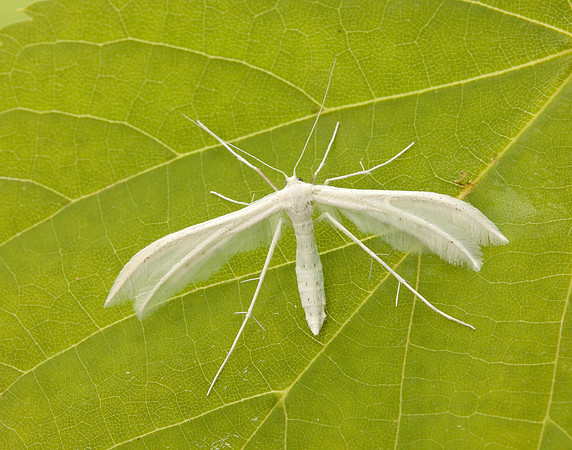 45.030 BF1513 White Plume Moth Pterophorus pentadactyla