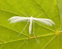 45.030 BF1513 White Plume Moth Pterophorus pentadactyla