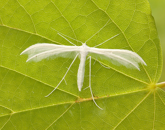 45.030 BF1513 White Plume Moth Pterophorus pentadactyla