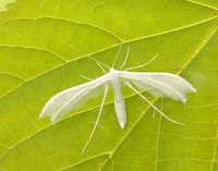 45.030 BF1513 White Plume Moth Pterophorus pentadactyla