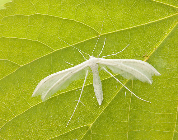 45.030 BF1513 White Plume Moth Pterophorus pentadactyla