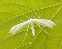 45.030 BF1513 White Plume Moth Pterophorus pentadactyla
