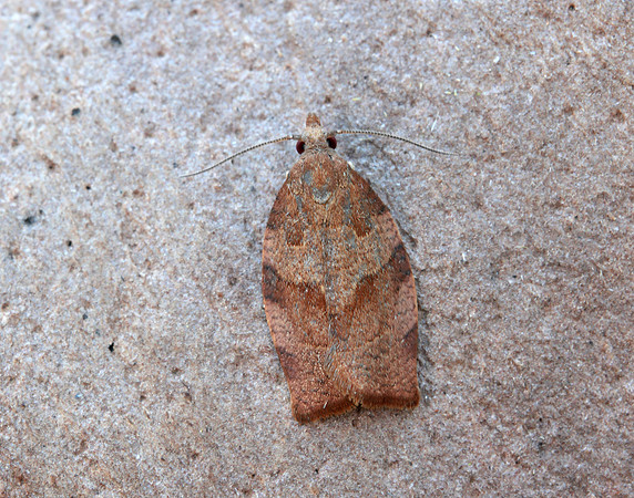 49.026 BF972 Dark Fruit-tree Tortrix Pandemis heparana