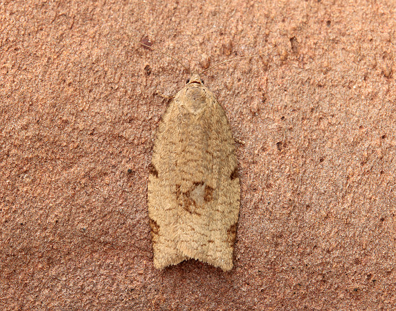 49.029 BF1002 Lozotaenia forsterana