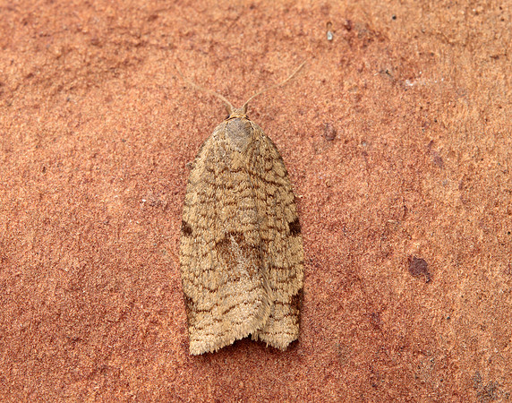 49.029 BF1002 Lozotaenia forsterana