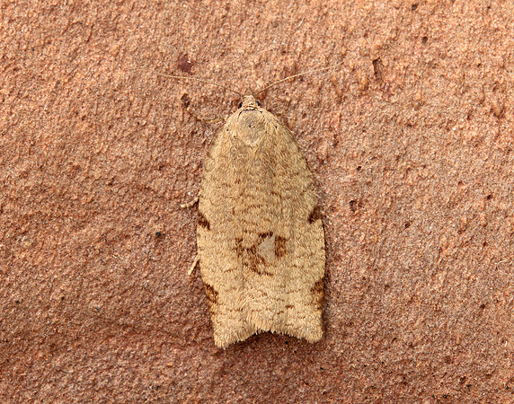 49.029 BF1002 Lozotaenia forsterana