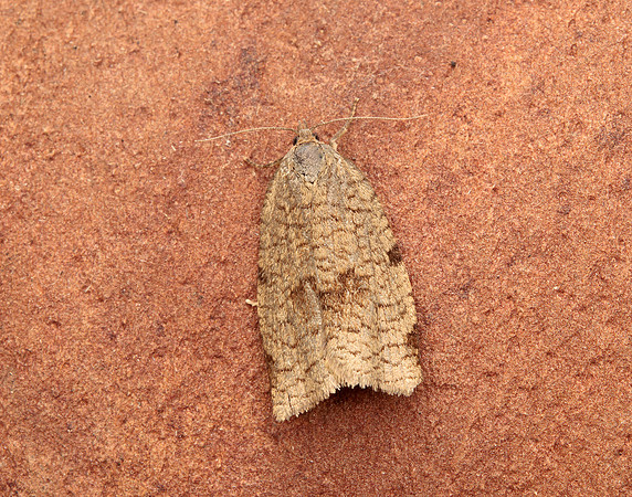 49.029 BF1002 Lozotaenia forsterana