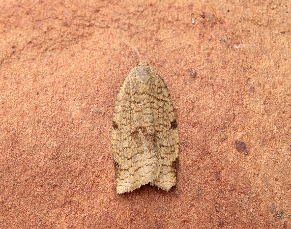 49.029 BF1002 Lozotaenia forsterana