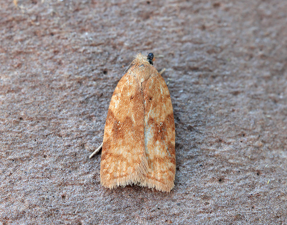 49.084 BF1045 Acleris notana