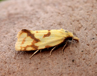 49.109 BF937 Agapeta hamana