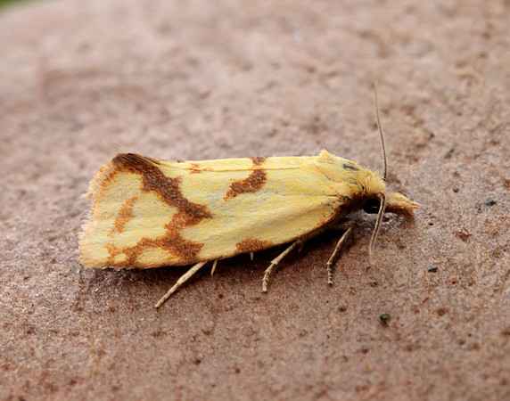 49.109 BF937 Agapeta hamana