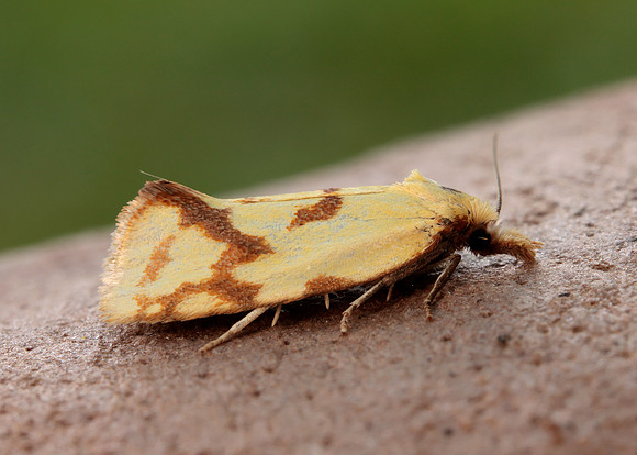 49.109 BF937 Agapeta hamana
