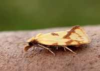 49.109 BF937 Agapeta hamana