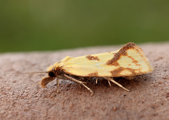 49.109 BF937 Agapeta hamana