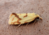 49.109 BF937 Agapeta hamana