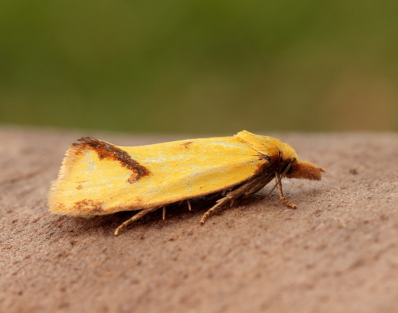 49.109 BF937 Agapeta hamana