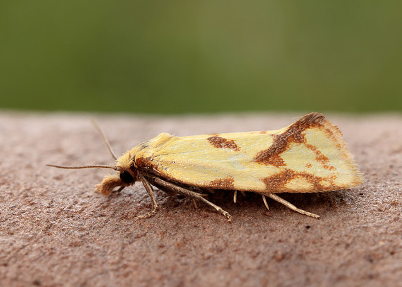 49.109 BF937 Agapeta hamana