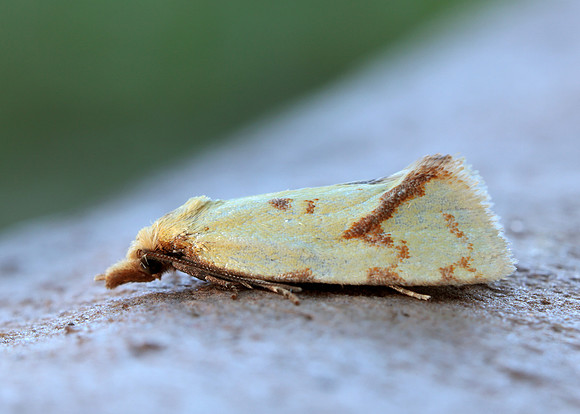 49.109 BF937 Agapeta hamana