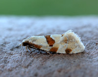49.127 BF945 Aethes cnicana