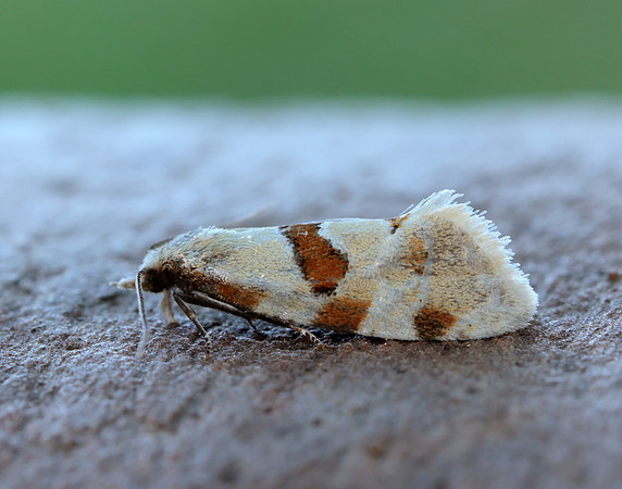 49.127 BF945 Aethes cnicana