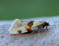 49.127 BF945 Aethes cnicana