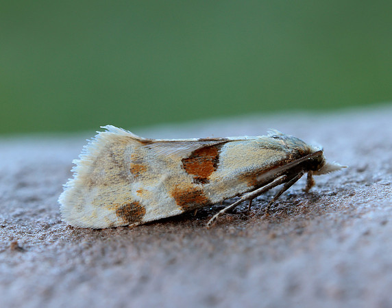 49.127 BF945 Aethes cnicana