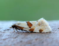 49.127 BF945 Aethes cnicana