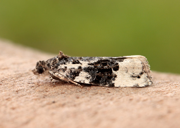 49.149 BF1092 Apotomis turbidana
