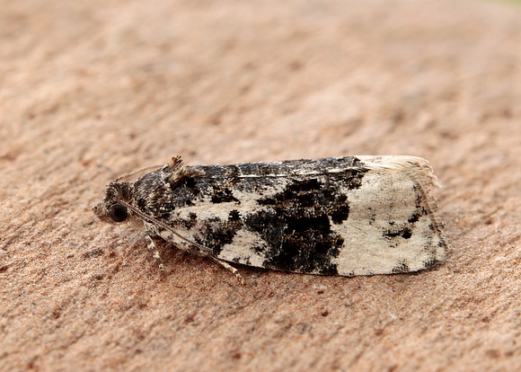 49.149 BF1092 Apotomis turbidana