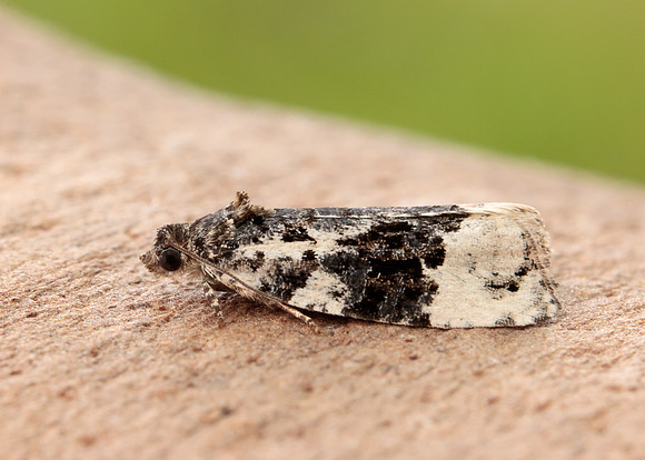 49.149 BF1092 Apotomis turbidana