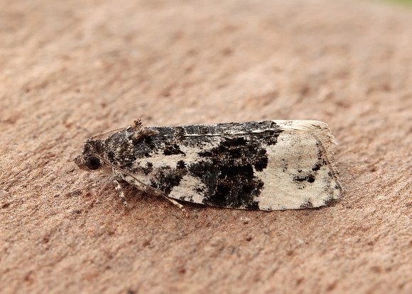 49.149 BF1092 Apotomis turbidana