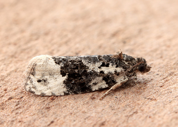 49.149 BF1092 Apotomis turbidana