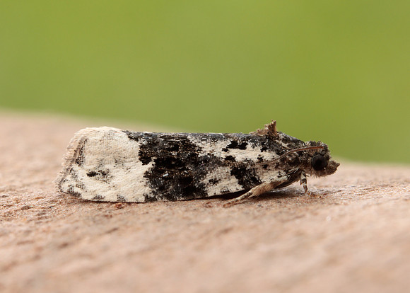 49.149 BF1092 Apotomis turbidana