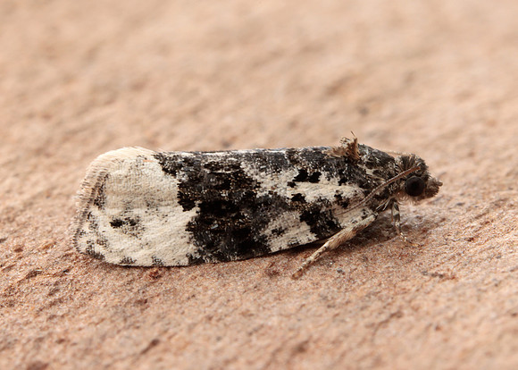49.149 BF1092 Apotomis turbidana