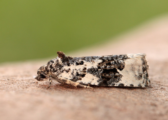 49.149 BF1092 Apotomis turbidana