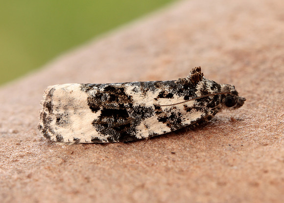 49.149 BF1092 Apotomis turbidana