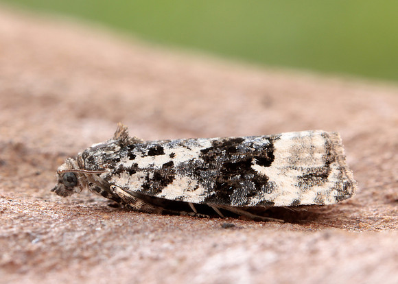 49.149 BF1092 Apotomis turbidana