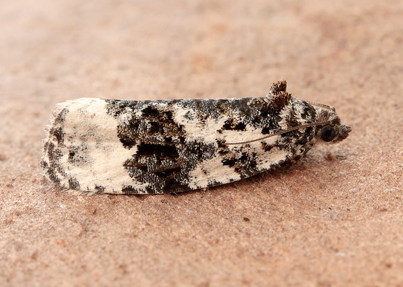 49.149 BF1092 Apotomis turbidana