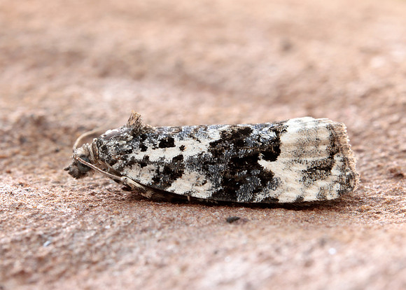 49.149 BF1092 Apotomis turbidana