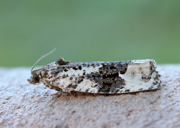 49.149 BF1092 Apotomis turbidana