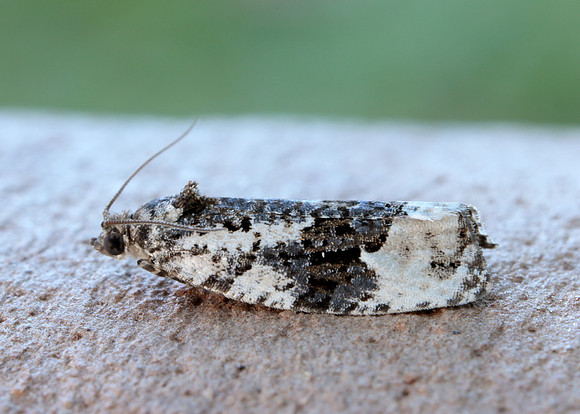 49.149 BF1092 Apotomis turbidana