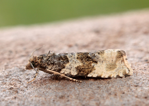 49.154 BF1087 Orthotaenia undulana