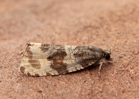 49.154 BF1087 Orthotaenia undulana