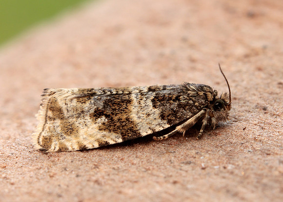 49.154 BF1087 Orthotaenia undulana