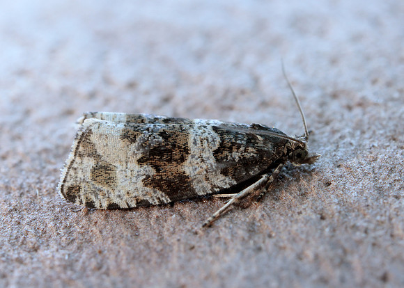49.154 BF1087 Orthotaenia undulana