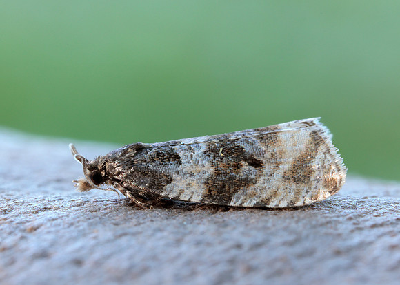 49.154 BF1087 Orthotaenia undulana
