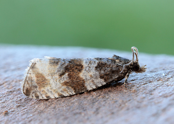 49.154 BF1087 Orthotaenia undulana