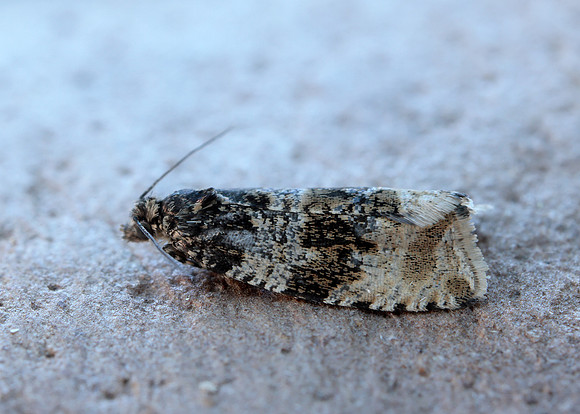 49.154 BF1087 Orthotaenia undulana
